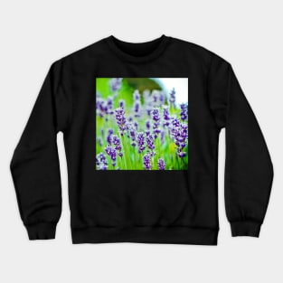 Purple Lavender Crewneck Sweatshirt